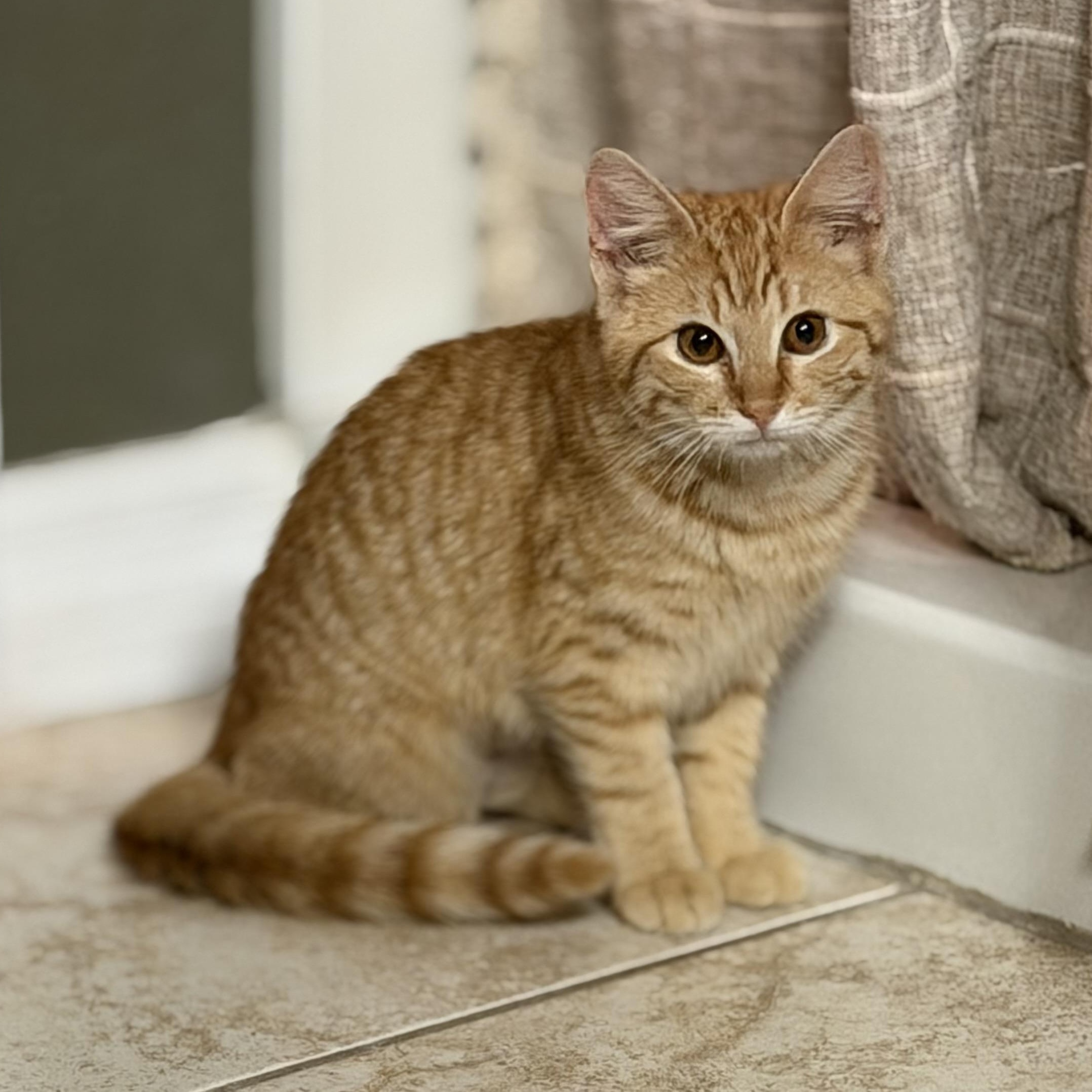 Enlarge O'Malley, a Adoptable Domestic Short Hair in Tampa, FL image 2/6