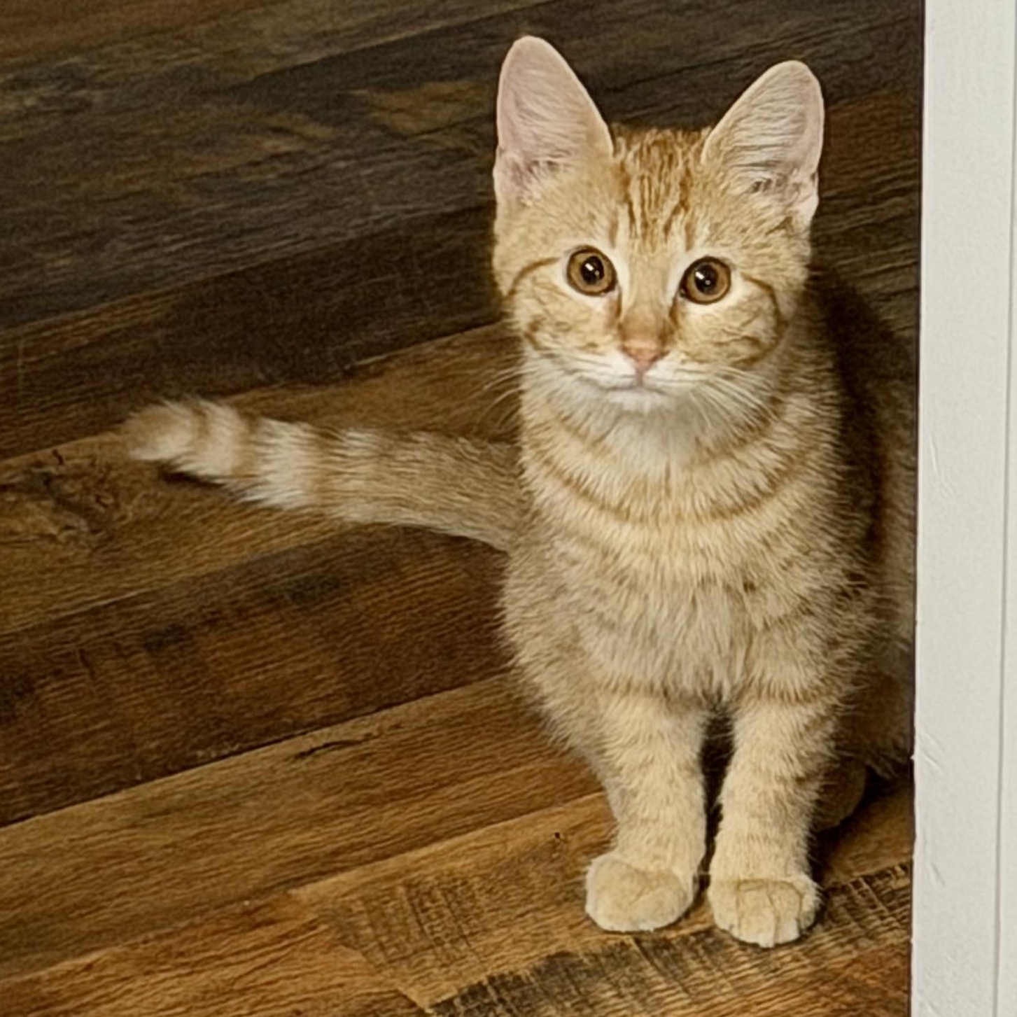 Enlarge O'Malley, a Adoptable Domestic Short Hair in Tampa, FL image 1/6