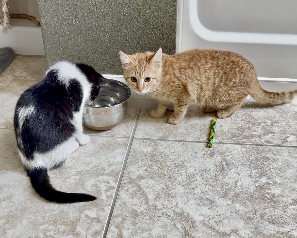 Enlarge O'Malley, a Adoptable Domestic Short Hair in Tampa, FL image 6/6