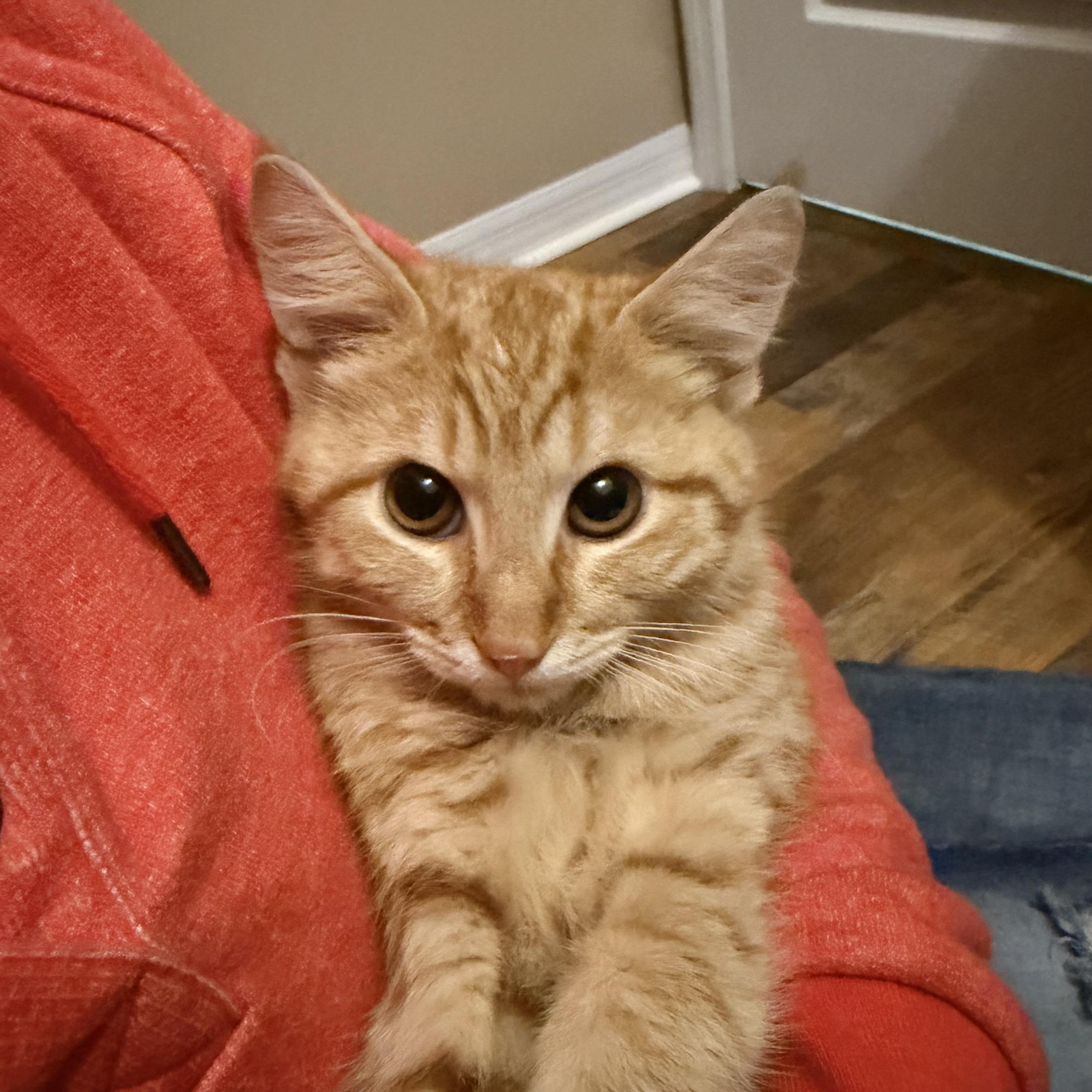 Enlarge O'Malley, a Adoptable Domestic Short Hair in Tampa, FL image 5/6