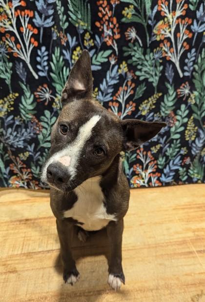 Enlarge Selena, a ADOPTABLE mixed breed in Jackson, GA image 1/1