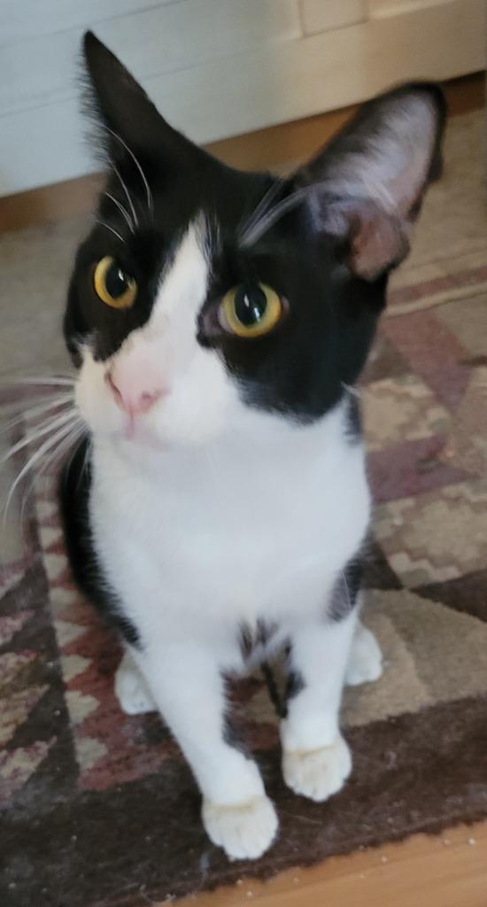 Rama, Adoptable, Young Male Domestic Medium Hair.