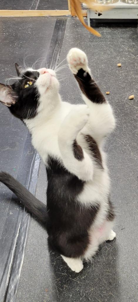 Enlarge Rama, a Adoptable mixed breed in Palmer, AK image 1/5