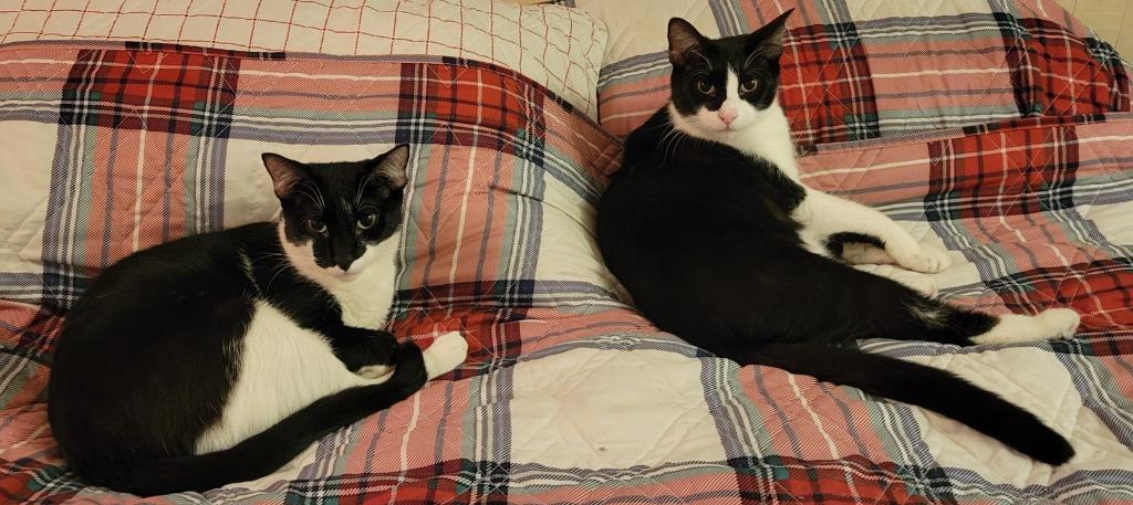 Rama — thumbnail 2