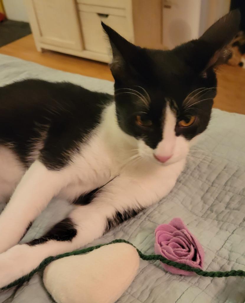 Rama — thumbnail 4