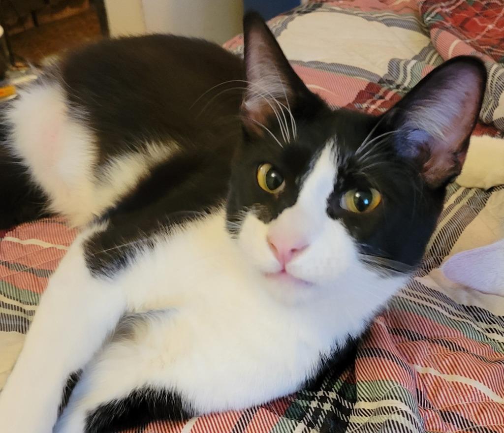 Enlarge Rama, a Adoptable mixed breed in Palmer, AK image 5/5