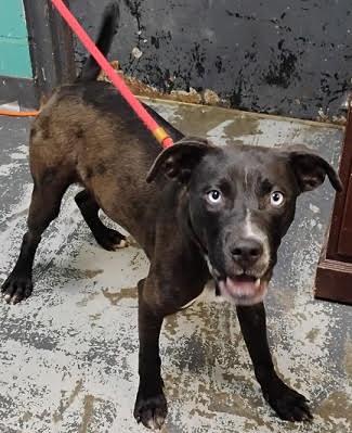 Tiny *Help! I need a foster home by Oct 1!*, Adoptable, Young Male Labrador Retriever & Pit Bull Terrier.