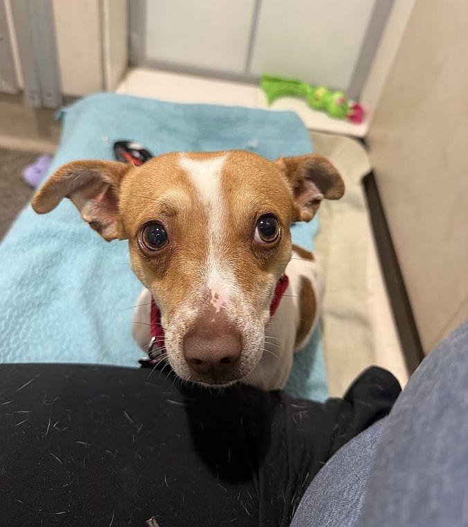 Enlarge Ferb, a Adoptable mixed breed in Berkeley, CA image 5/6