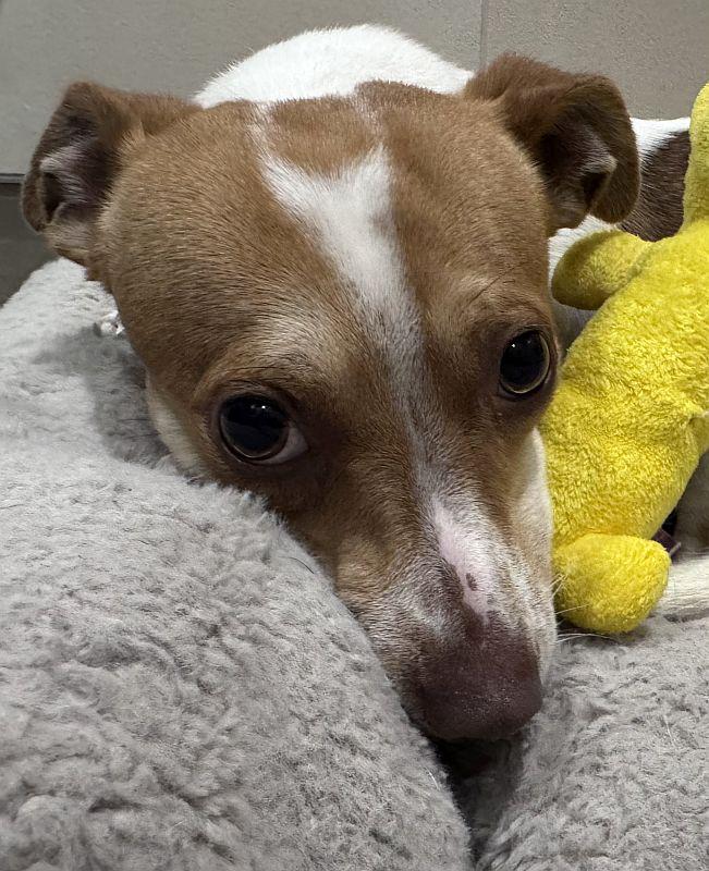 Ferb, Adoptable, Young Male Parson Russell Terrier.