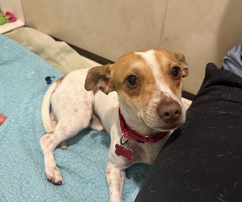 Enlarge Ferb, a Adoptable mixed breed in Berkeley, CA image 4/6