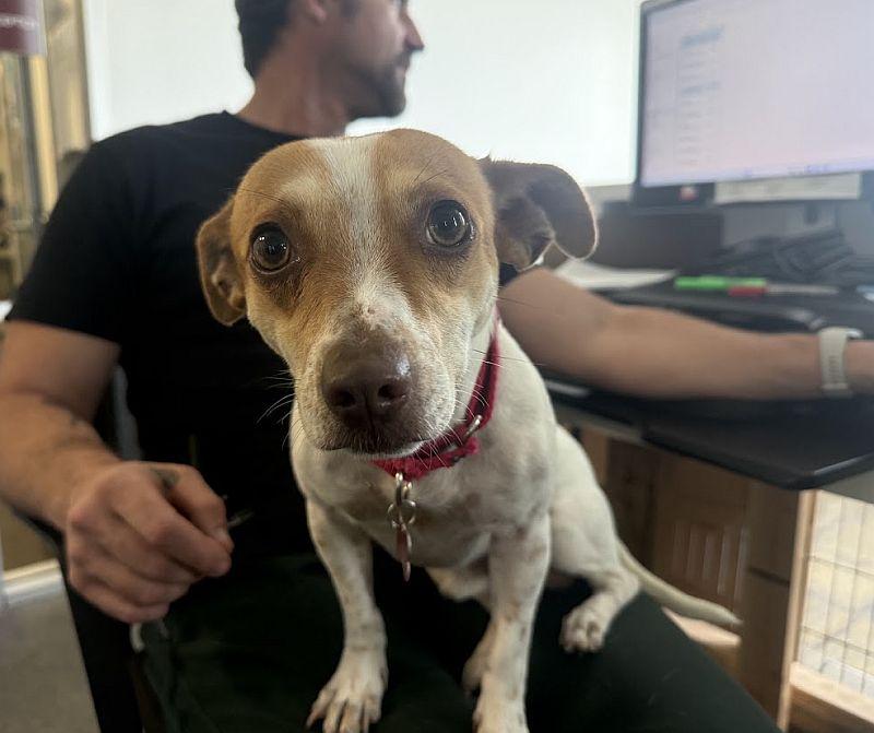 Enlarge Ferb, a Adoptable mixed breed in Berkeley, CA image 2/6