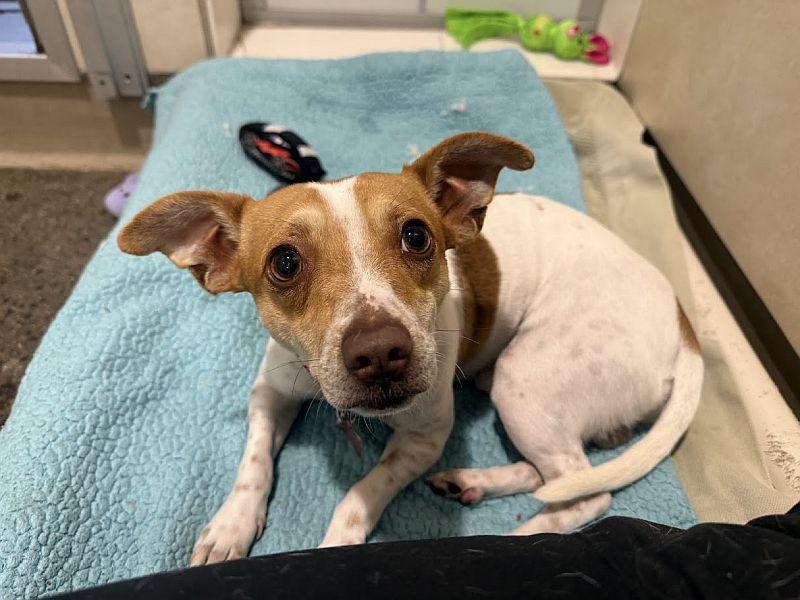 Enlarge Ferb, a Adoptable mixed breed in Berkeley, CA image 6/6