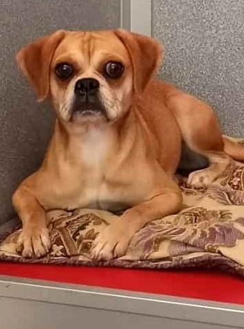 Enlarge Sophie, a Adoptable mixed breed in Waupaca, WI image 1/1