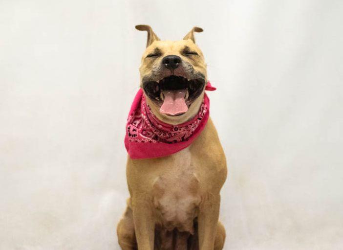 Enlarge Stella, a Adoptable mixed breed in Sanford, FL image 2/2