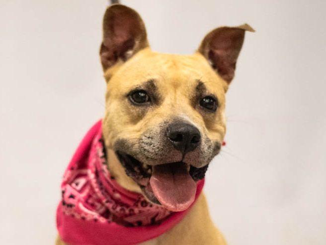 Enlarge Stella, a Adoptable mixed breed in Sanford, FL image 1/2