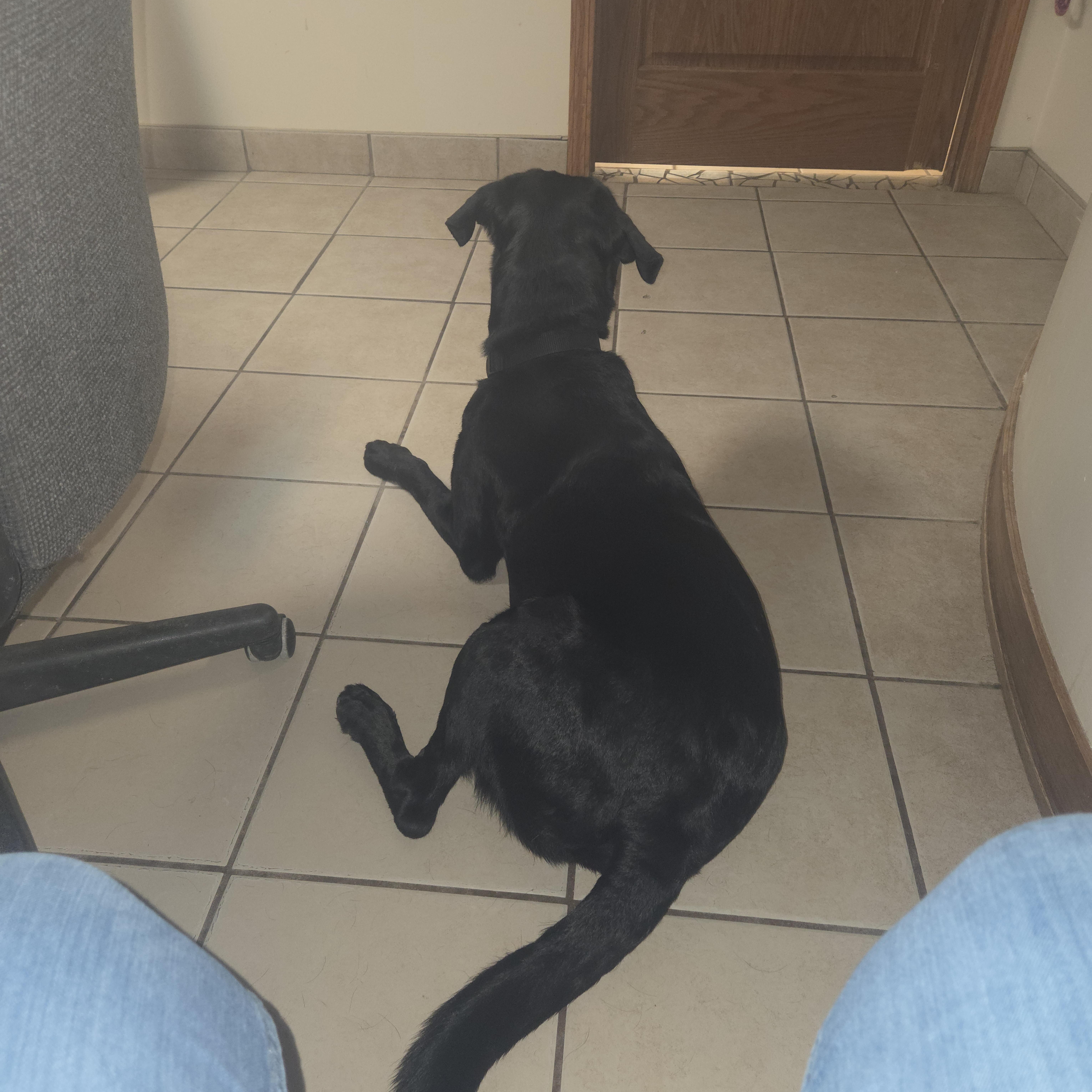 Hank, a ADOPTABLE mixed breed in West Branch, MI image 3/4