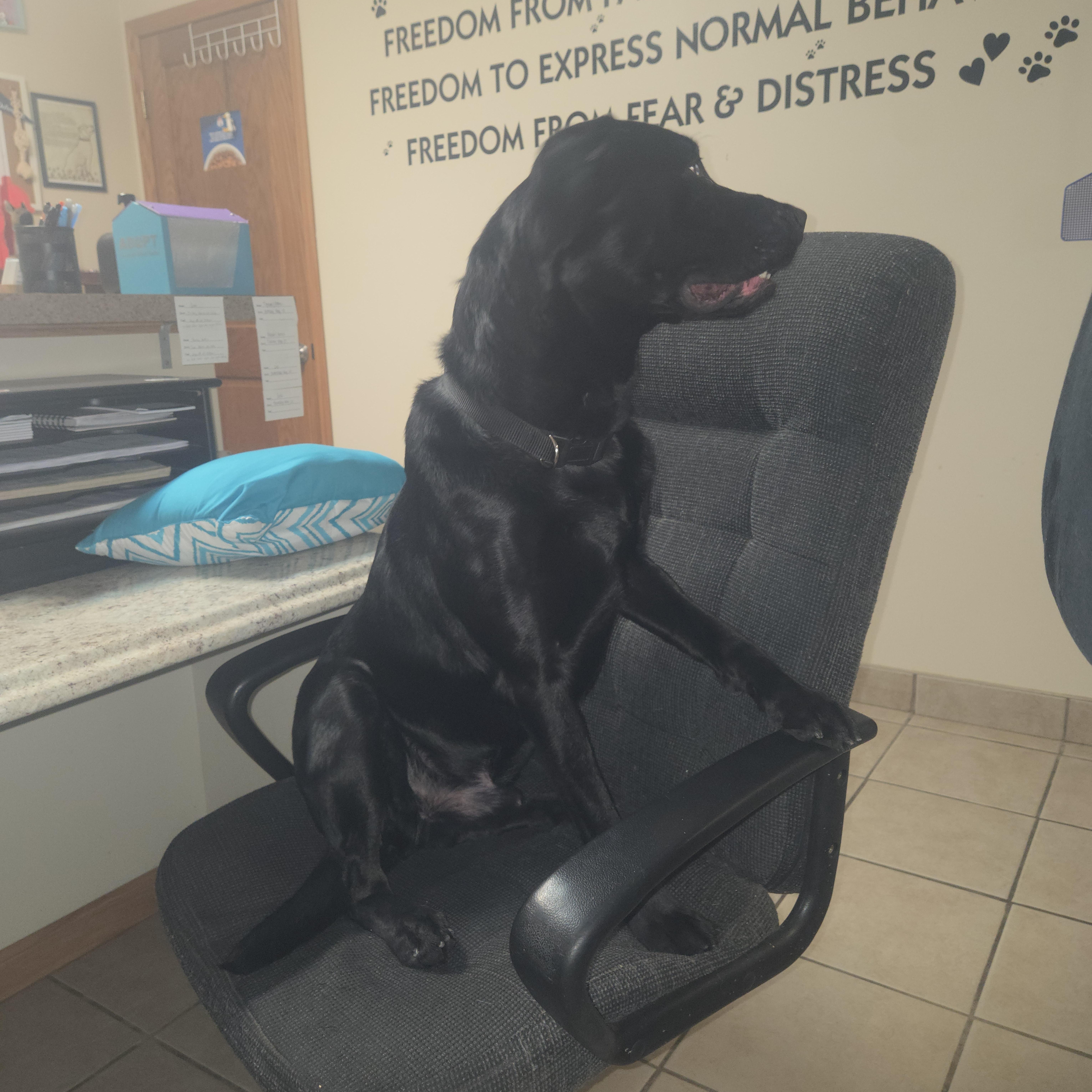 Hank, ADOPTABLE, Adult Male Black Labrador Retriever.