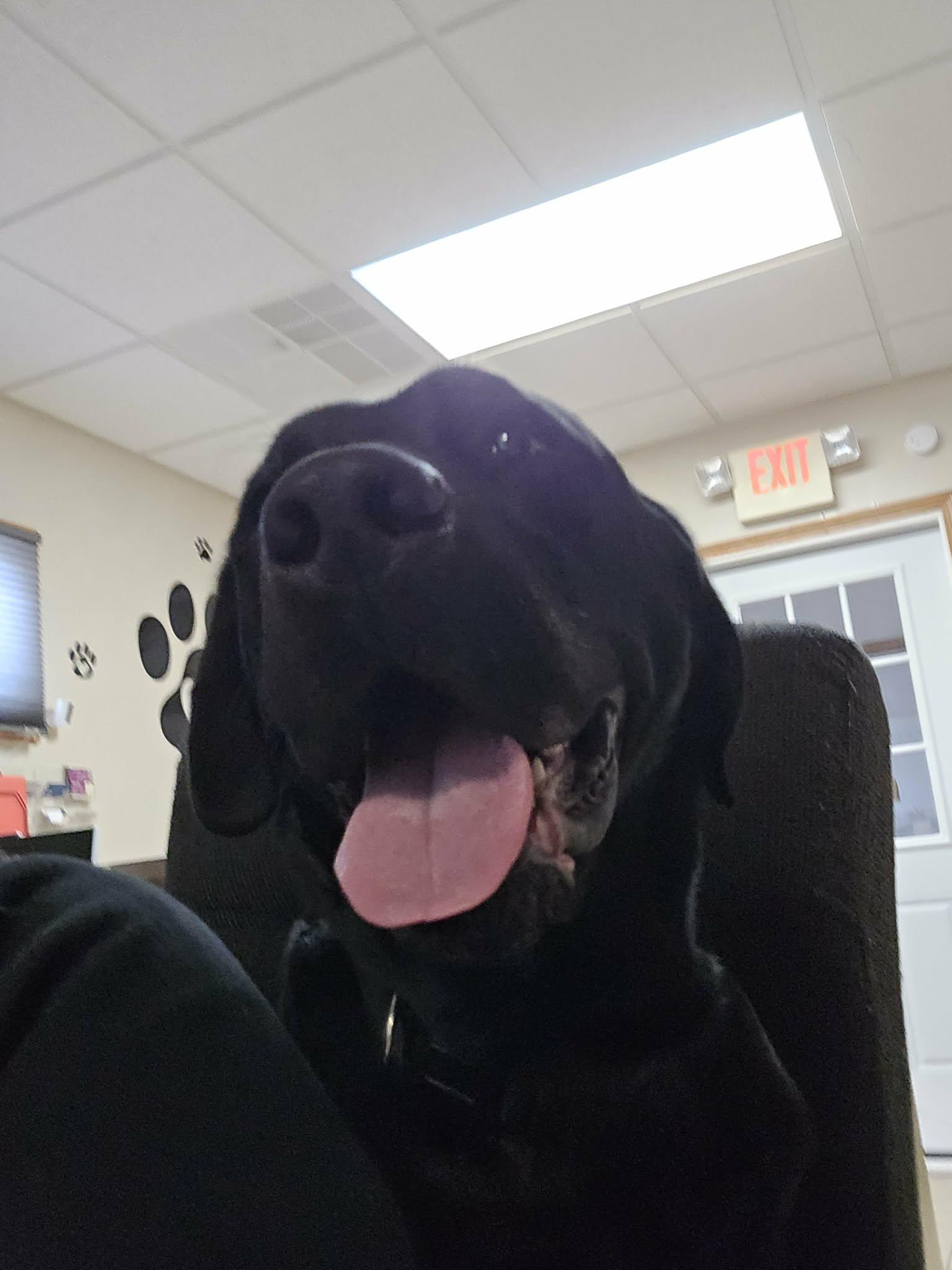 Hank, a ADOPTABLE mixed breed in West Branch, MI image 4/4