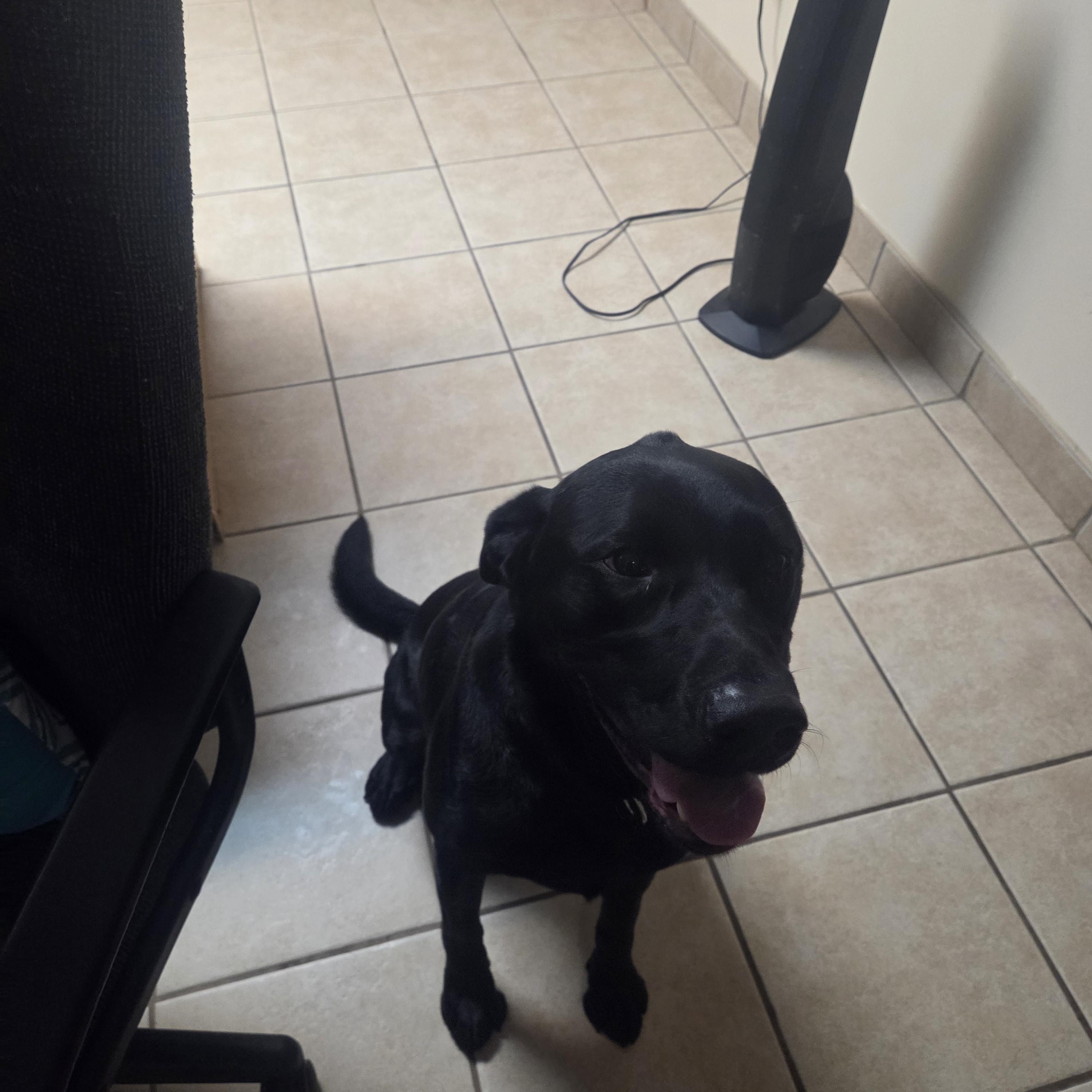 Hank, a ADOPTABLE mixed breed in West Branch, MI image 2/4