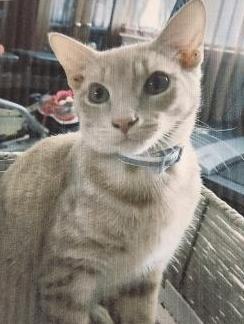 Enlarge Tiger, a Adoptable Tabby in Porter, TX image 1/2