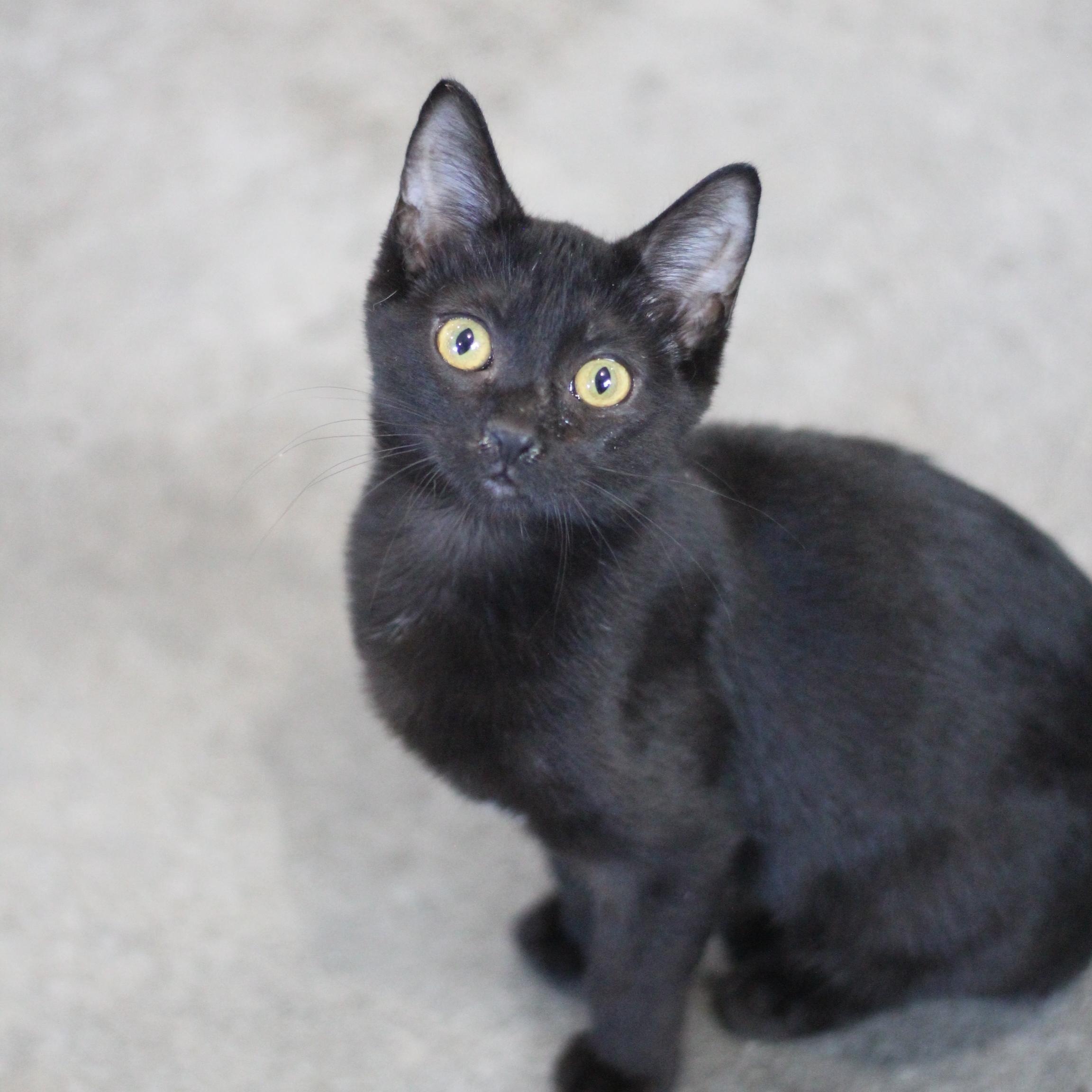 Enlarge Ebony, a Adoptable Domestic Short Hair in Ottumwa, IA image 1/1
