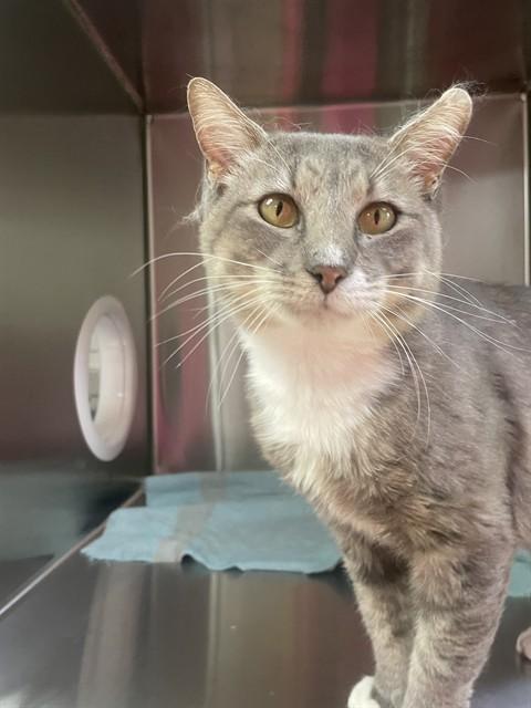 Enlarge LYCHEE, a Adoptable Domestic Short Hair in Killeen, TX image 1/1