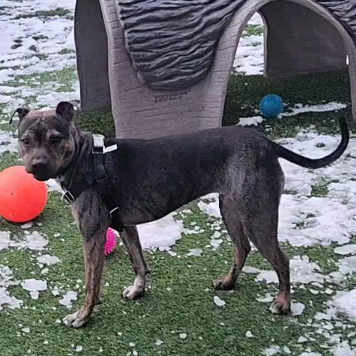 Enlarge Zuni, a ADOPTABLE mixed breed in Chicago, IL image 4/4