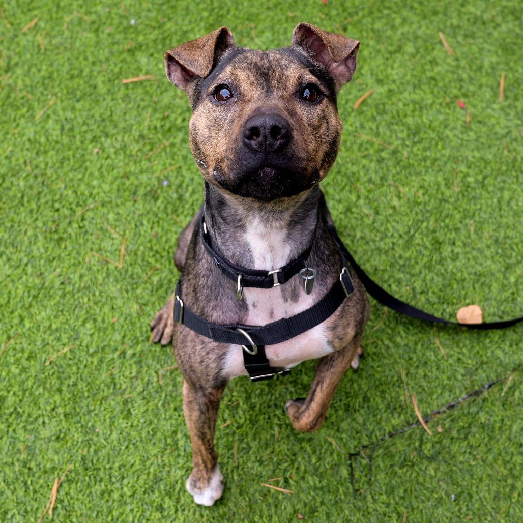 Zuni, a ADOPTABLE mixed breed in Chicago, IL image 1/4