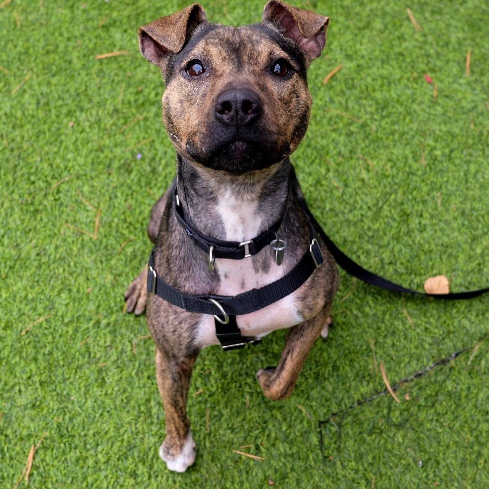 Enlarge Zuni, a ADOPTABLE mixed breed in Chicago, IL image 1/4