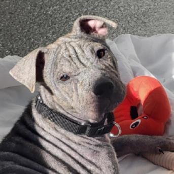 Zuni, a ADOPTABLE mixed breed in Chicago, IL image 2/4