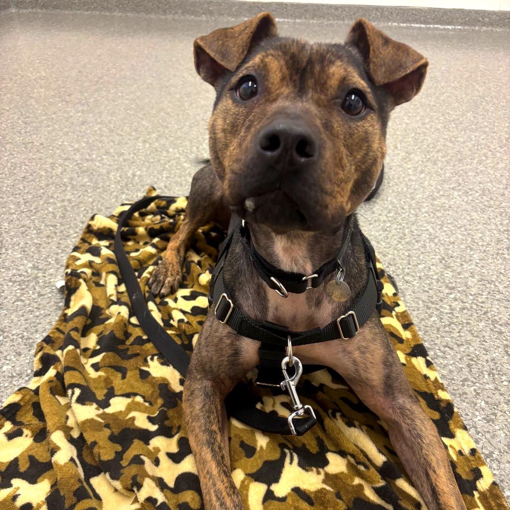 Zuni, a ADOPTABLE mixed breed in Chicago, IL image 3/4