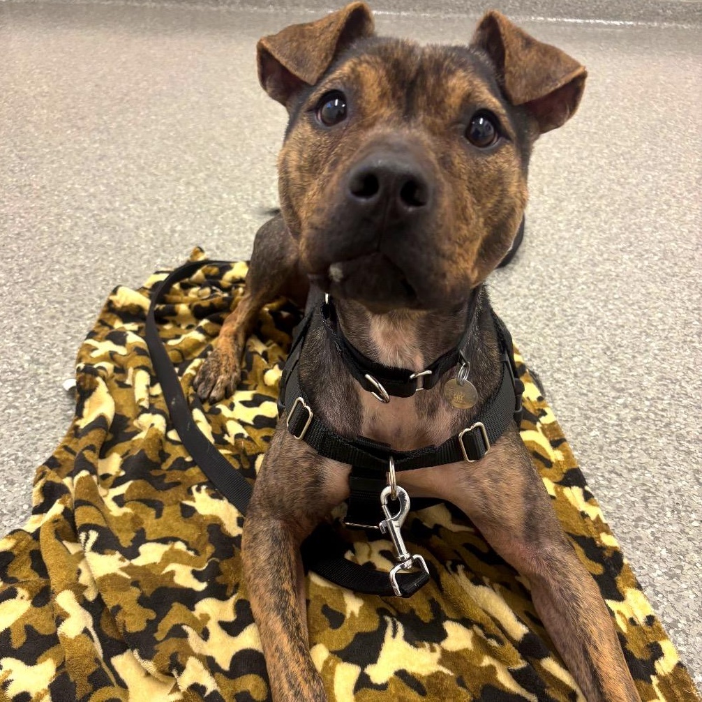 Enlarge Zuni, a ADOPTABLE mixed breed in Chicago, IL image 3/4