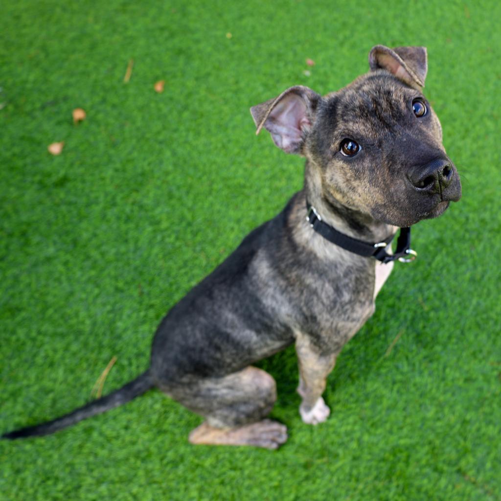 Zuni, a ADOPTABLE mixed breed in Chicago, IL image 4/4