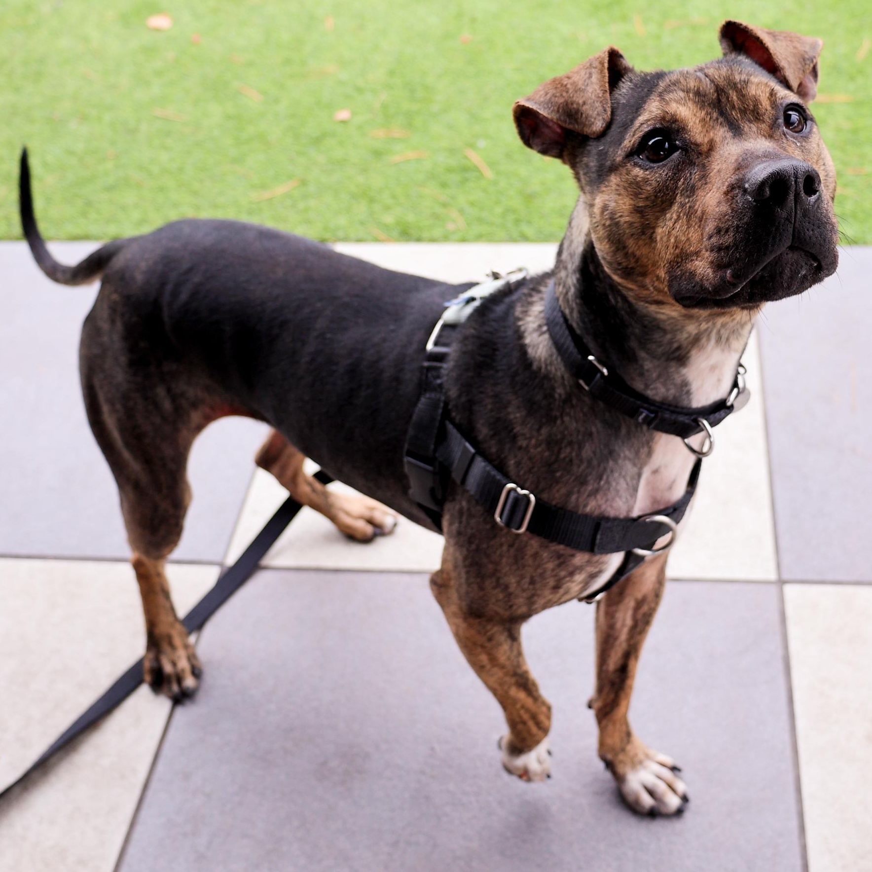 Enlarge Zuni, a ADOPTABLE mixed breed in Chicago, IL image 2/4