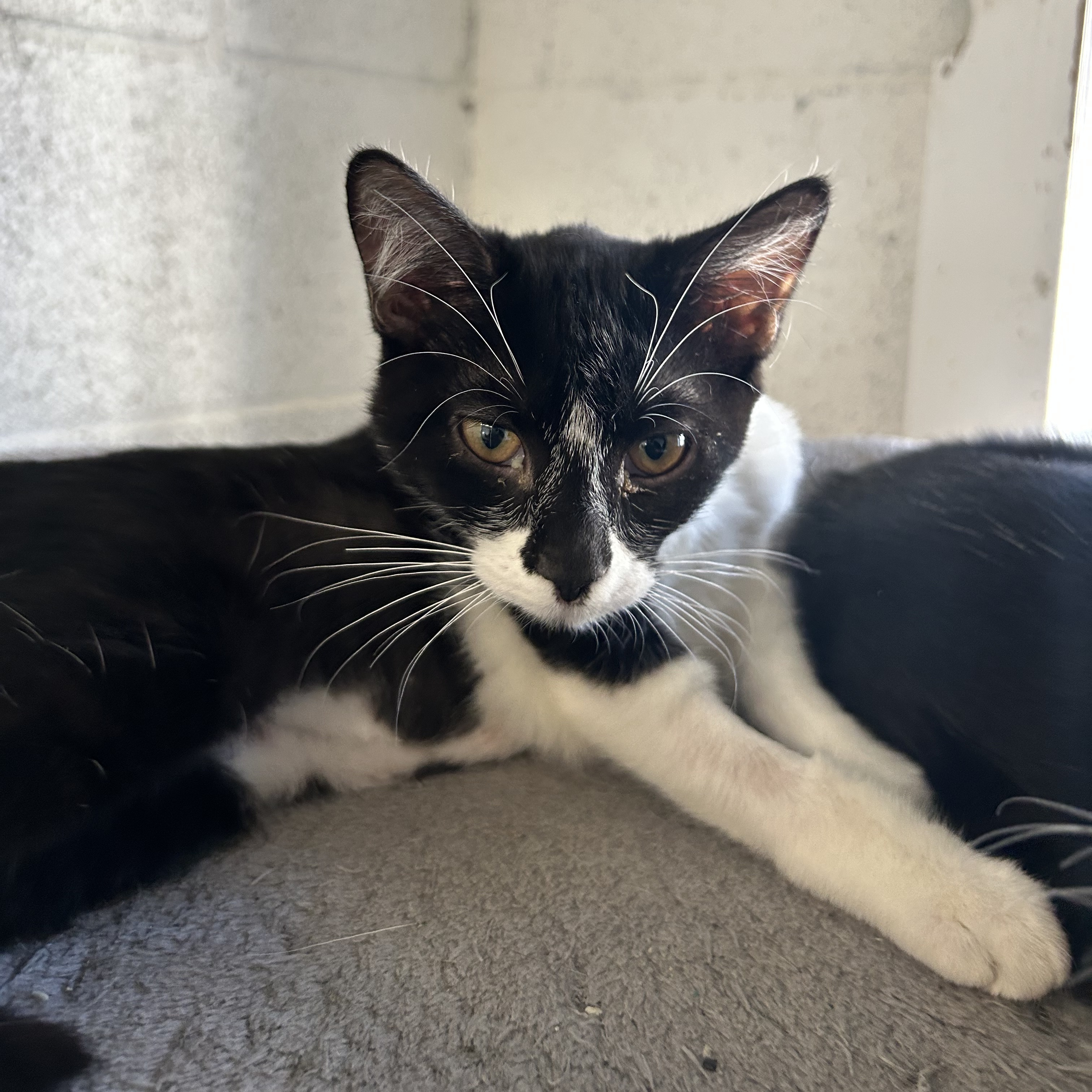 Cat for adoption Laura, a Domestic Short Hair in Ontario, CA Petfinder