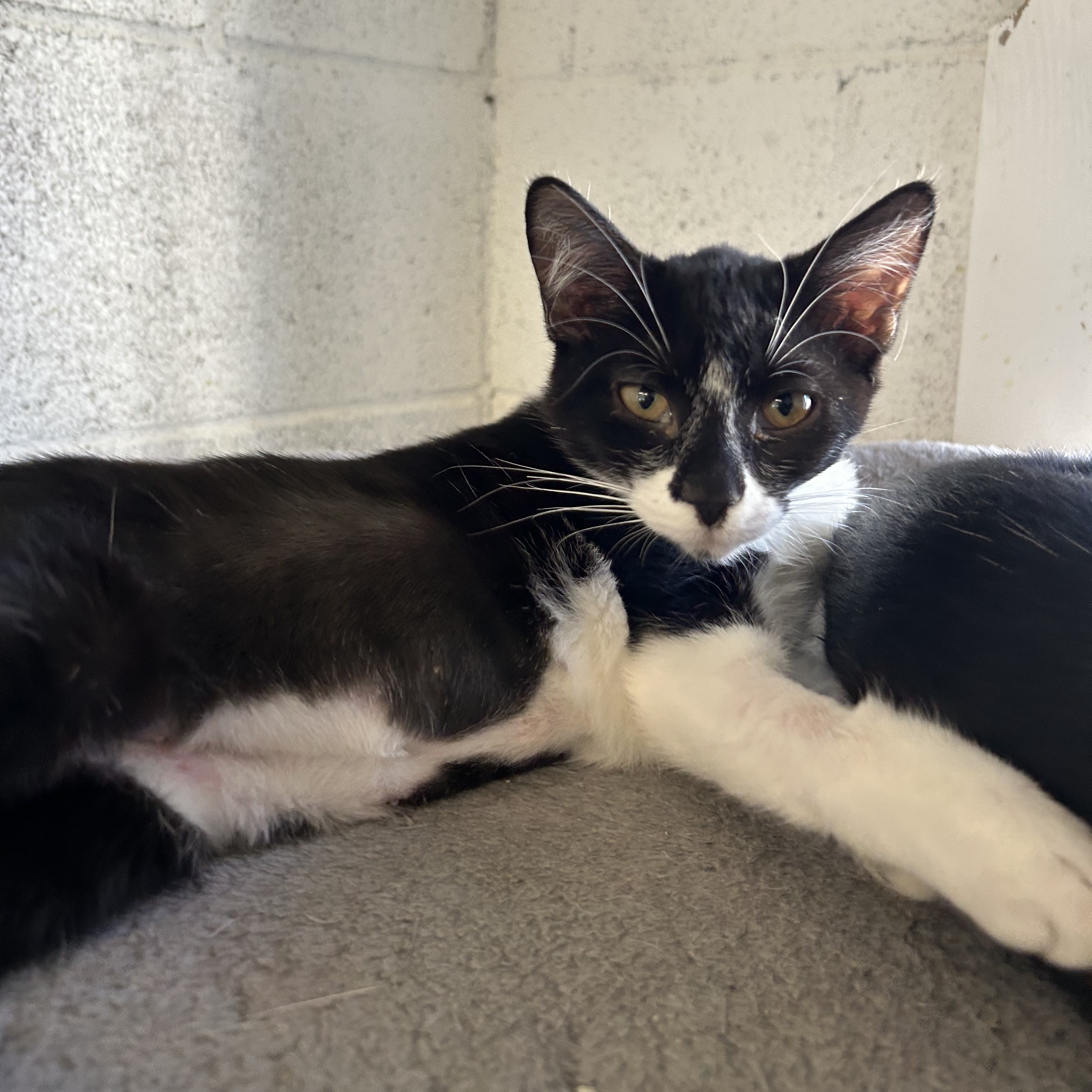 Cat for adoption Laura, a Domestic Short Hair in Ontario, CA Petfinder