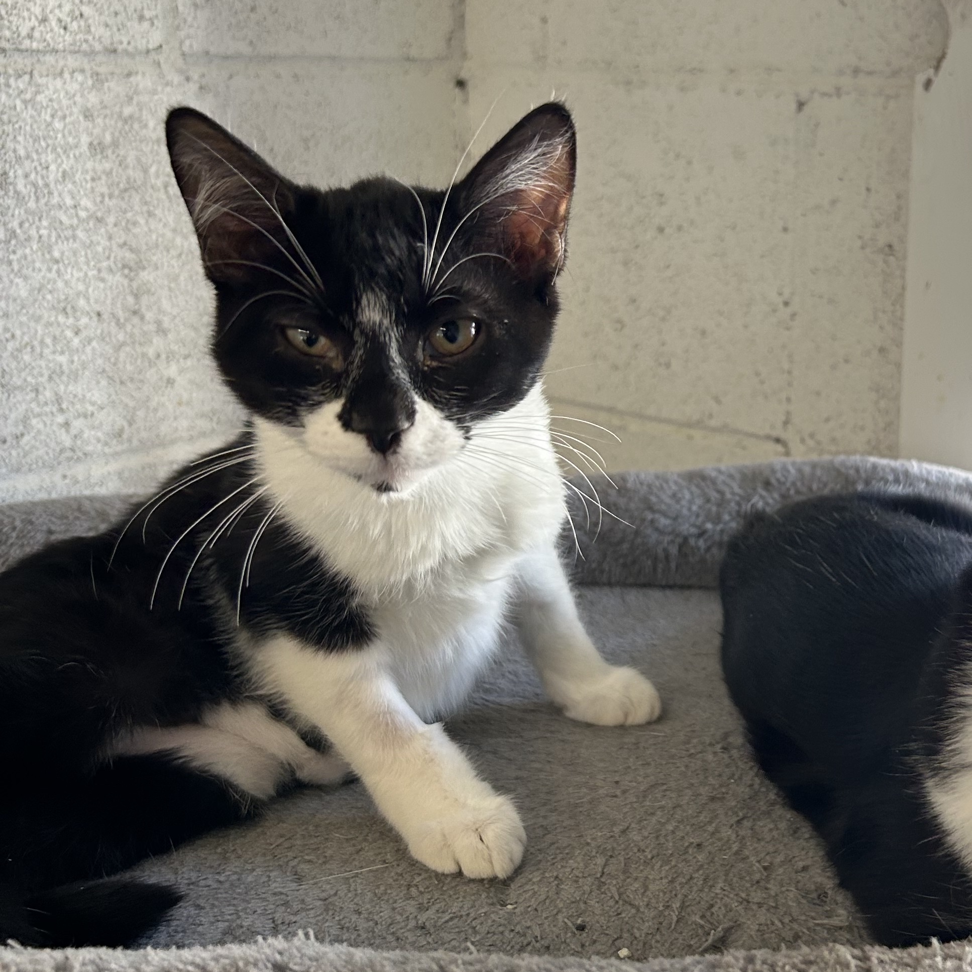 Cat for adoption Laura, a Domestic Short Hair in Ontario, CA Petfinder