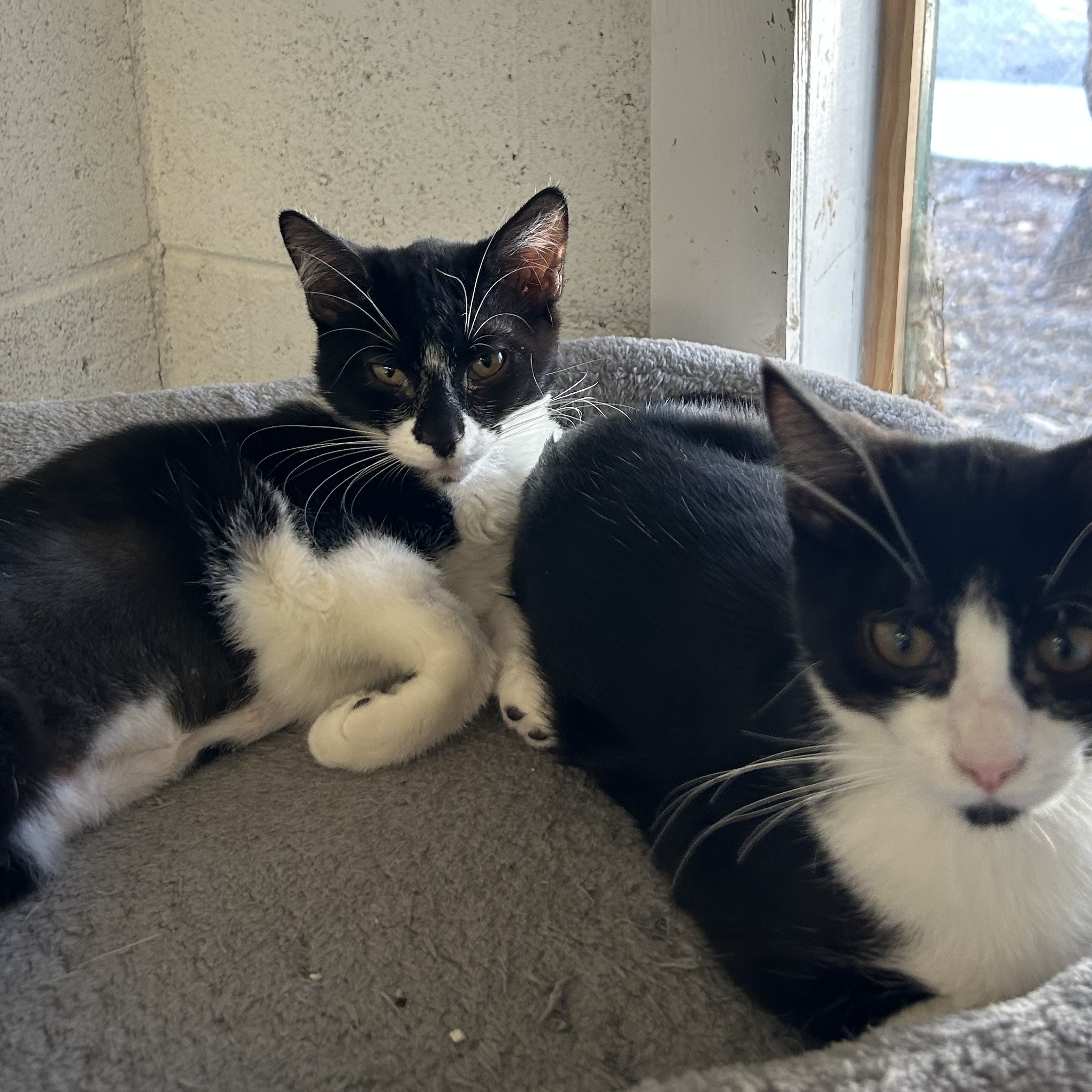 Cat for adoption Laura, a Domestic Short Hair in Ontario, CA Petfinder