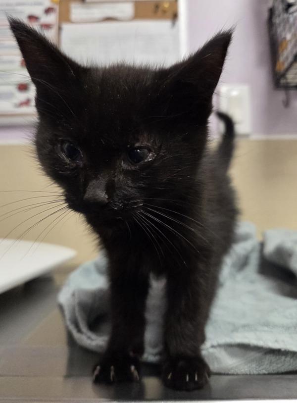 Enlarge Opah, a Adoptable mixed breed in Vancouver, WA image 1/1