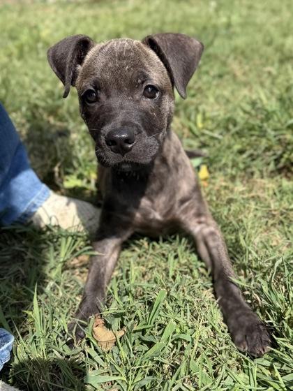 Biggie, Adoptable, Young Male Mixed Breed.