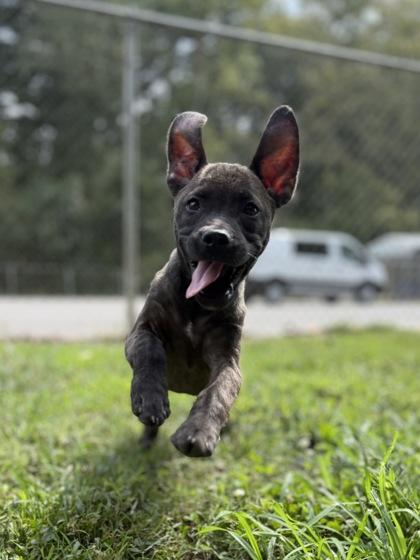 Enlarge Biggie, a Adoptable Mixed Breed in Leitchfield, KY image 2/2