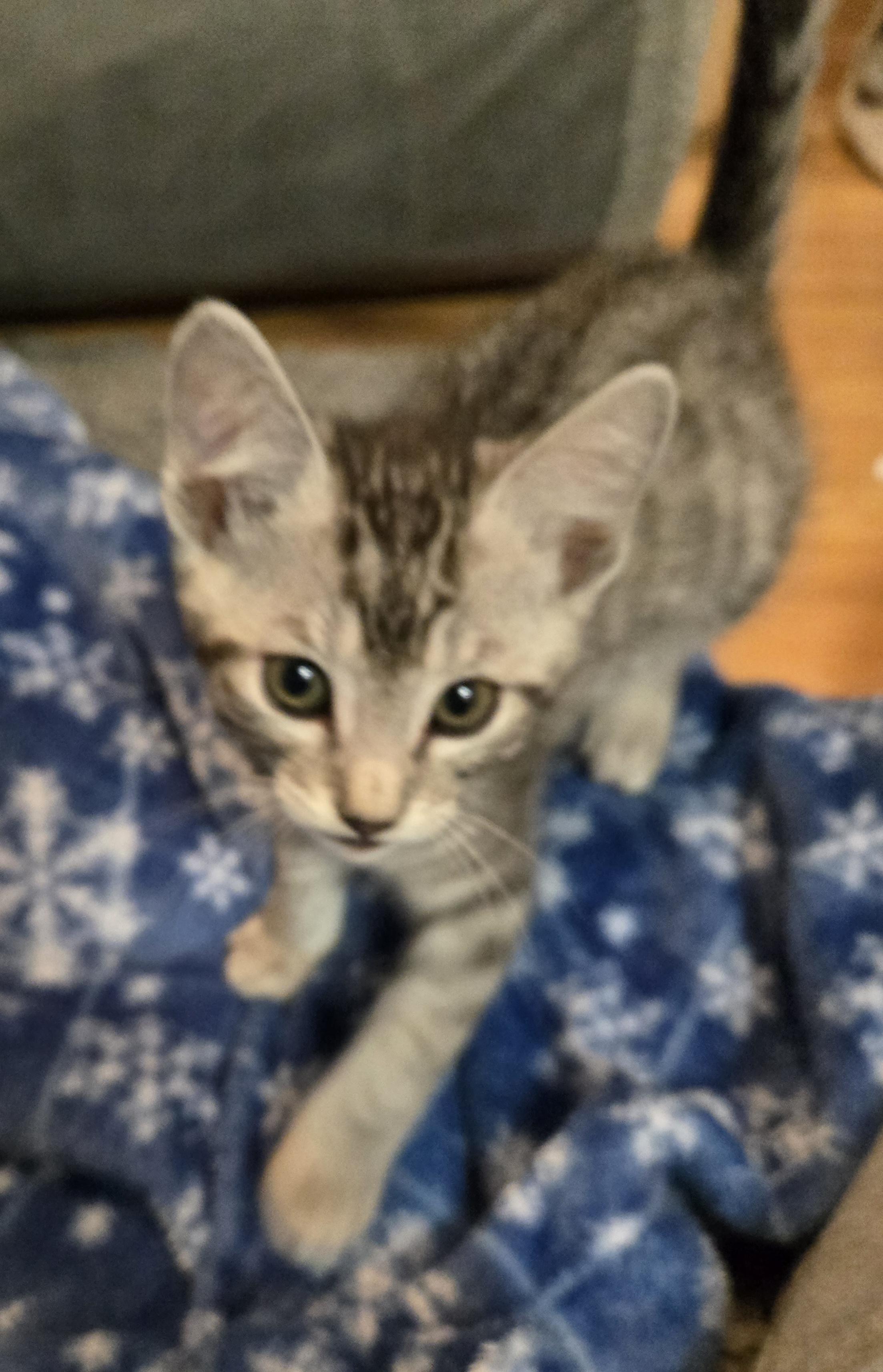 Sterling-kj/ssb, a ADOPTABLE mixed breed in Burlington, WA image 3/5