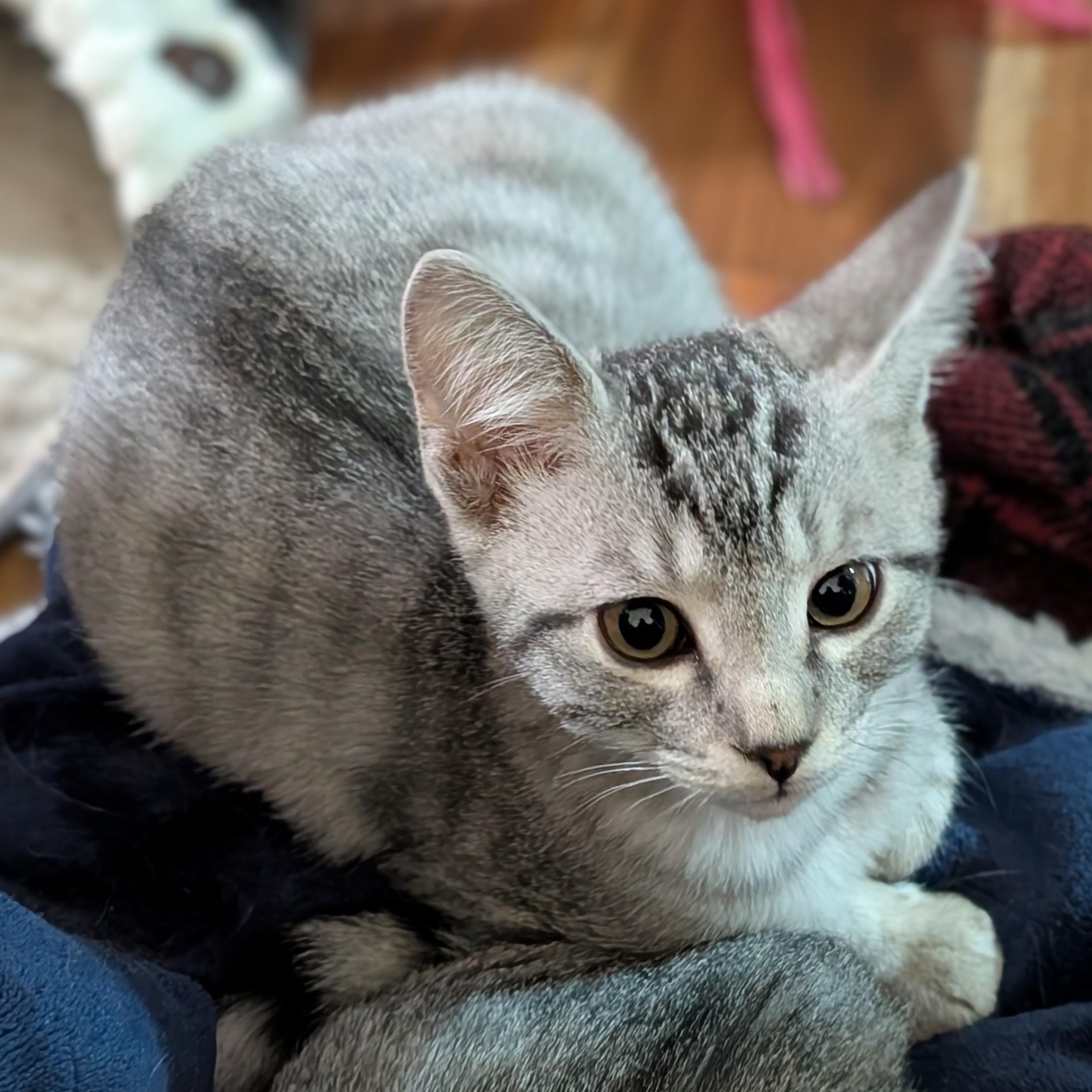 Sterling-kj/ssb, a ADOPTABLE mixed breed in Burlington, WA image 1/5