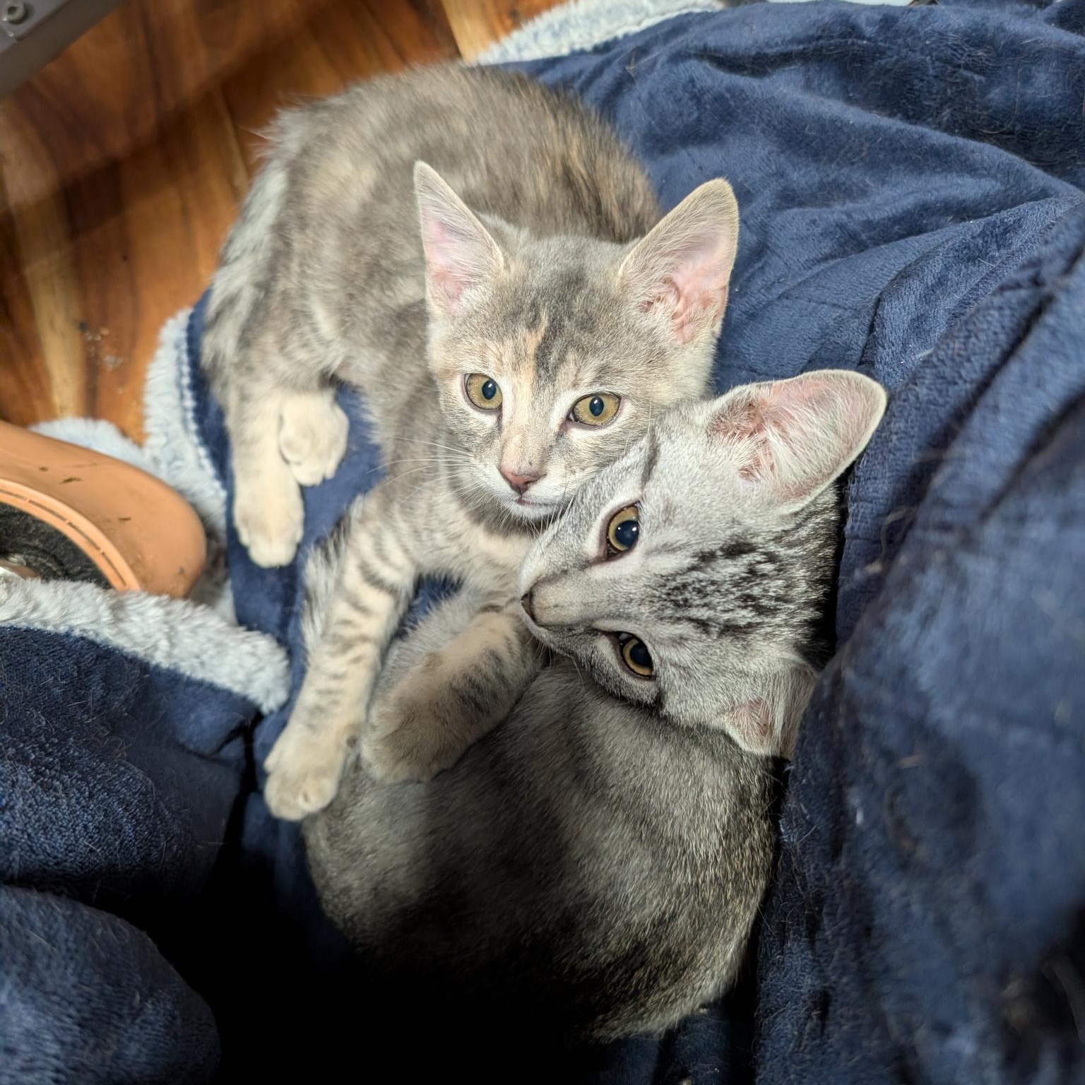 Sterling-kj/ssb, a ADOPTABLE mixed breed in Burlington, WA image 4/5