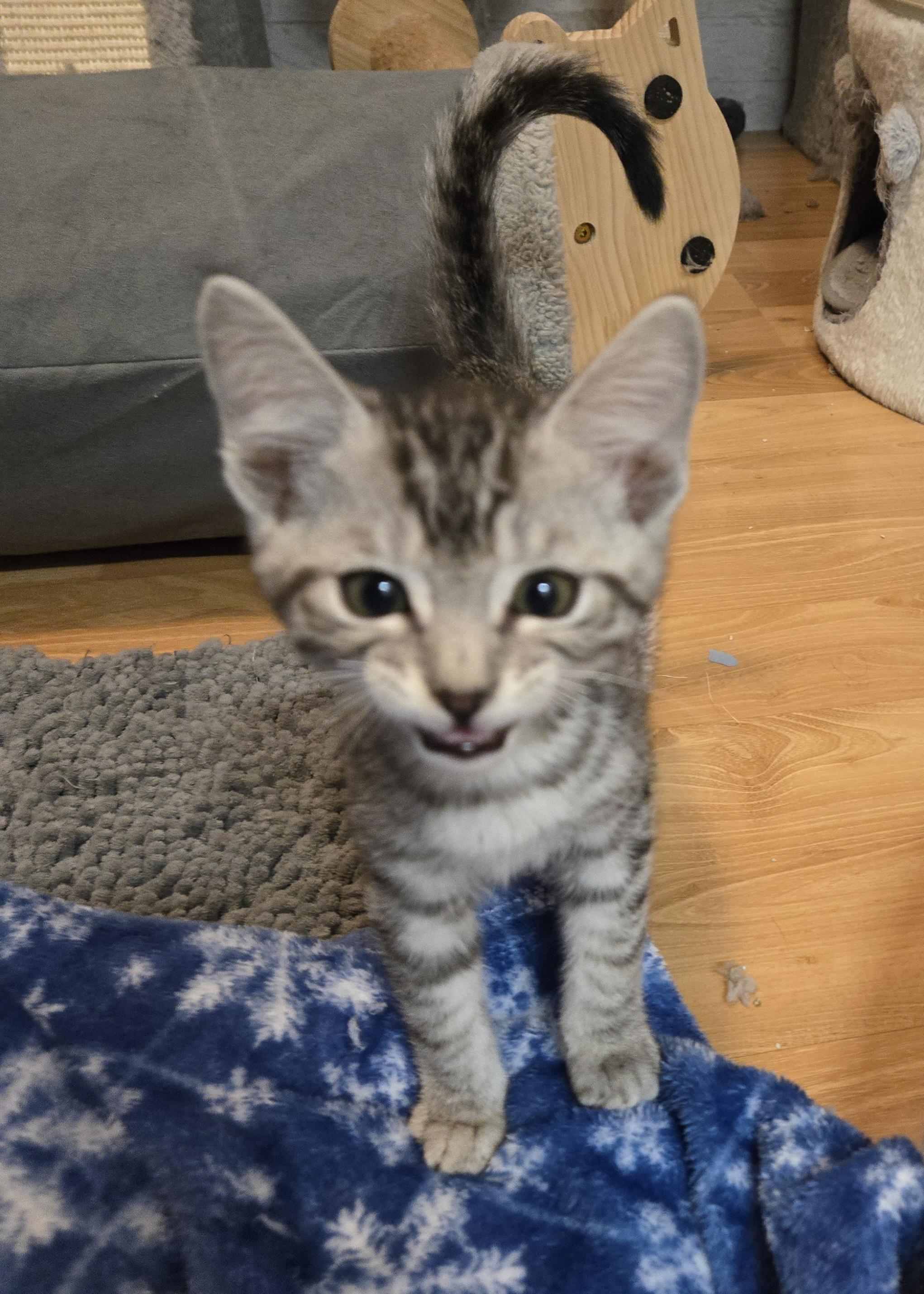 Sterling-kj/ssb, a ADOPTABLE mixed breed in Burlington, WA image 2/5