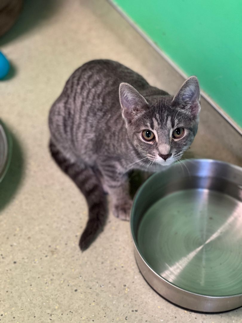 Angelina, Adoptable, Kitten Female Domestic Short Hair.