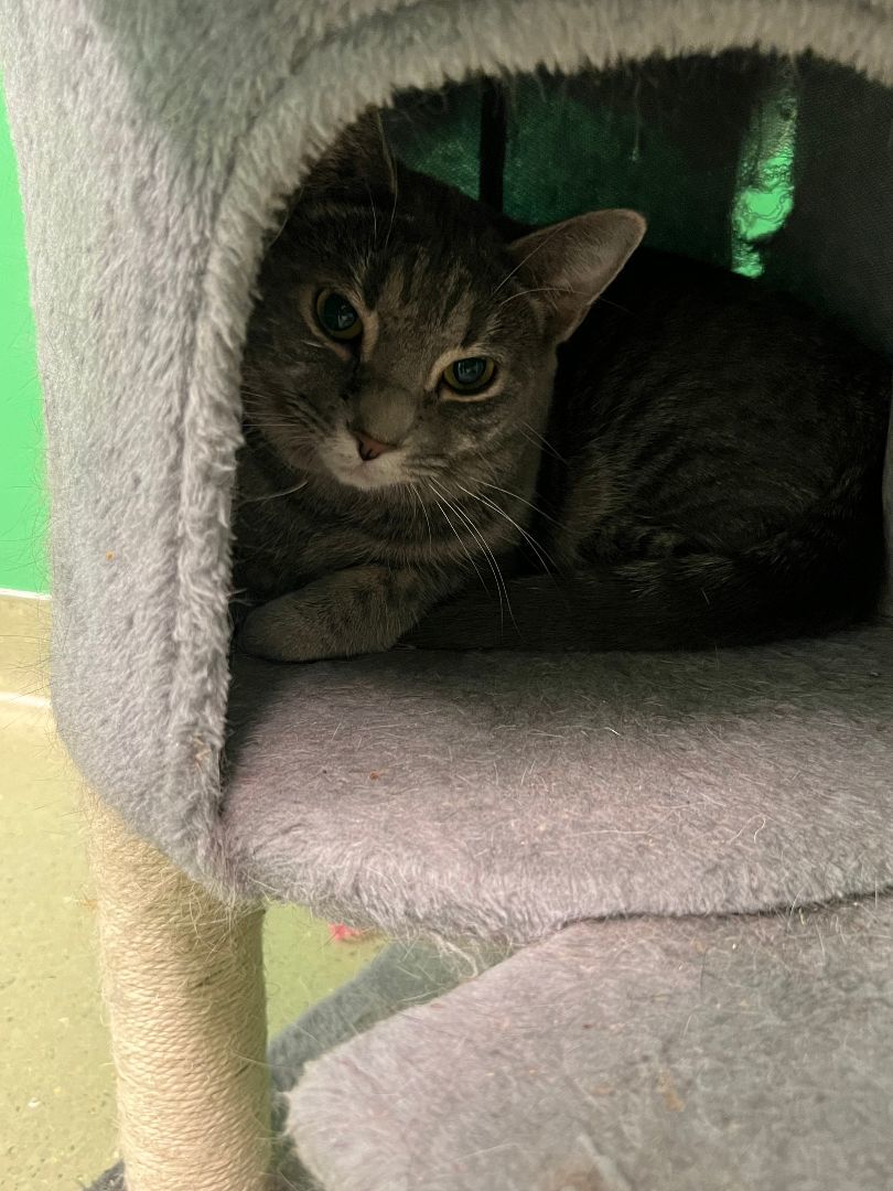 Enlarge Angelina, a Adoptable mixed breed in Cincinnati, OH image 2/2