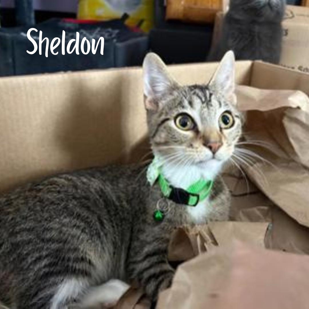 Sheldon, ADOPTABLE, Young Male Domestic Short Hair.