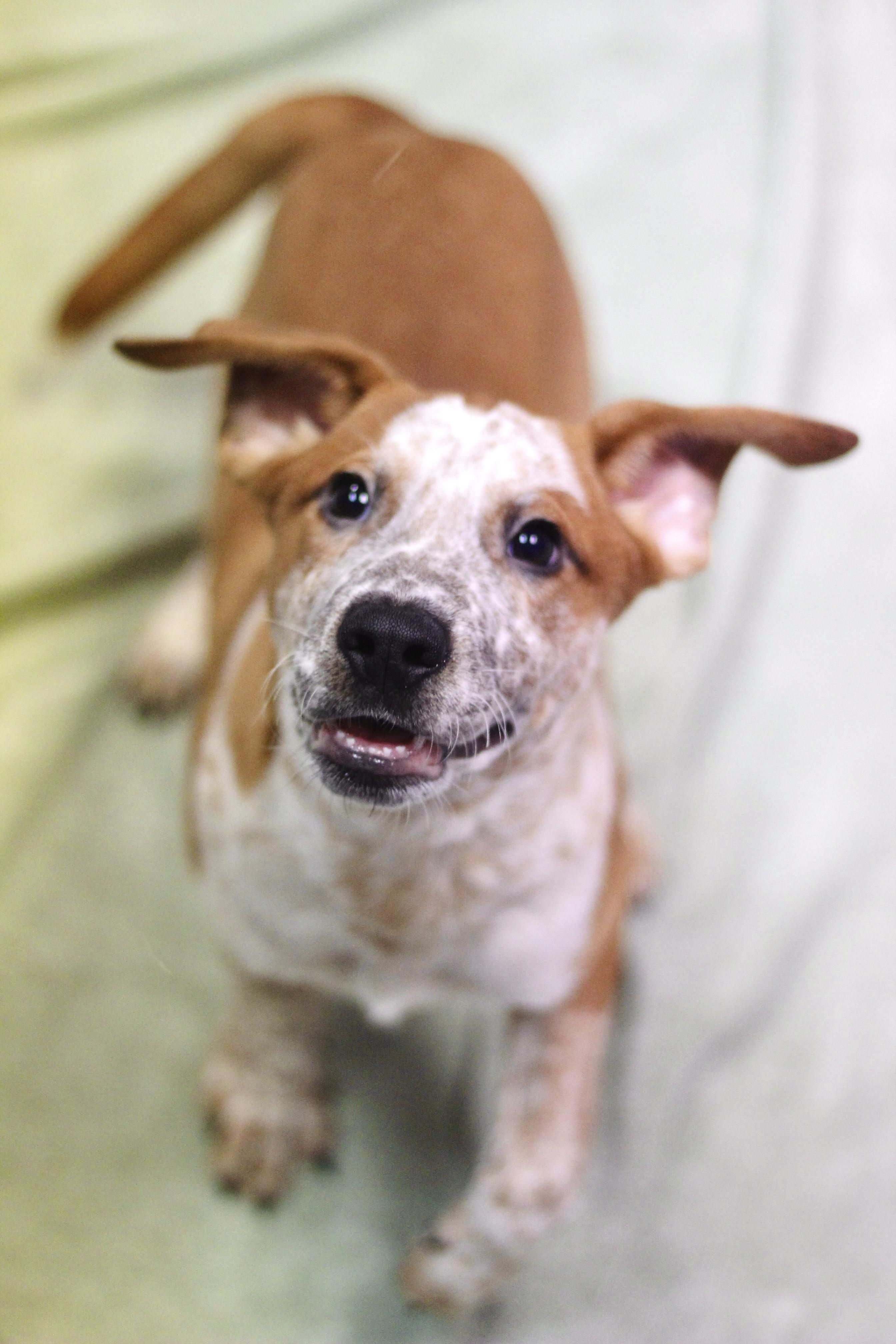 Fossil in NH! Come Meet our Adoptable Dogs Wednesday-Saturday. More info in Bio!