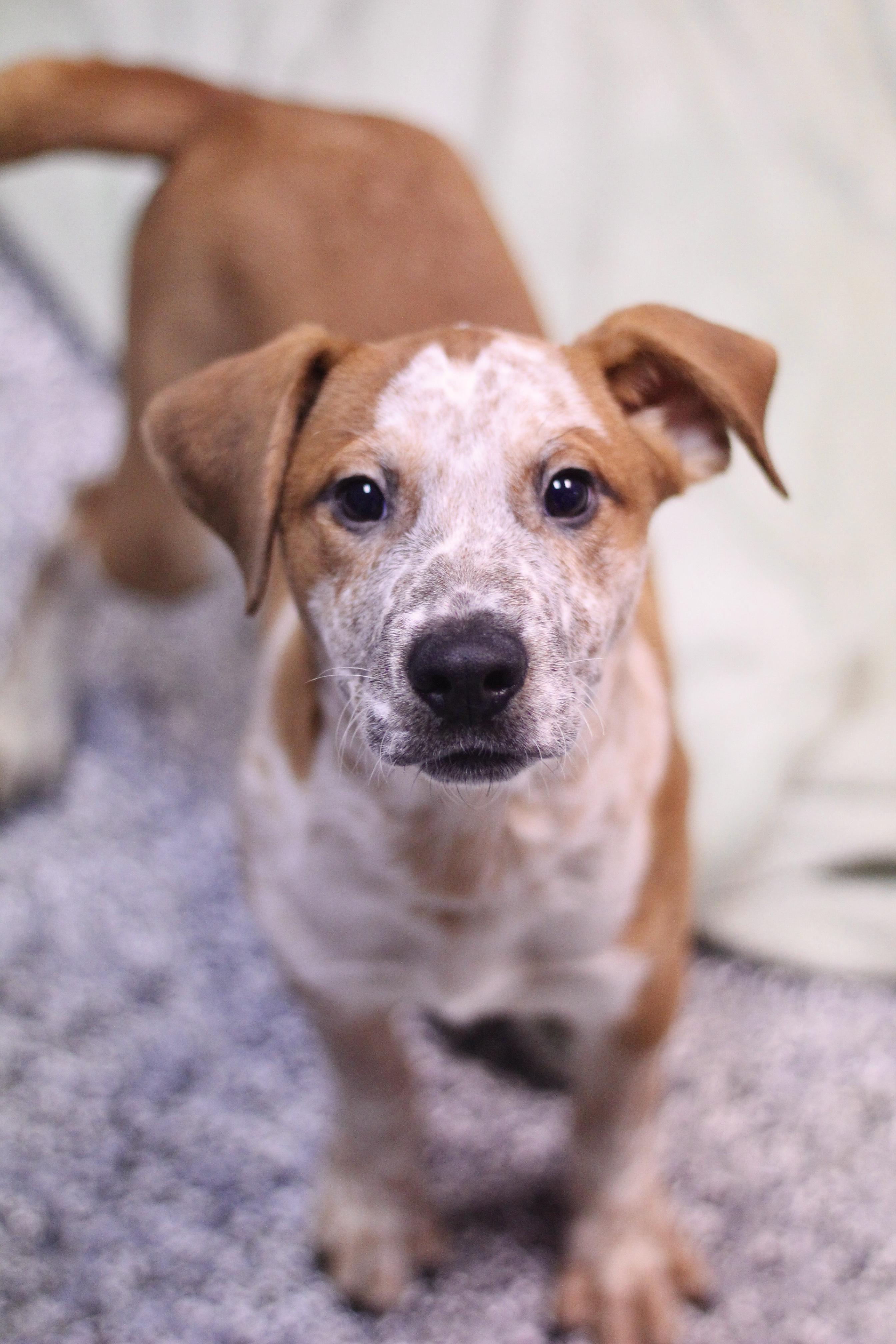 Fossil in NH! Come Meet our Adoptable Dogs Wednesday-Saturday. More info in Bio!